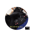 黒ポメのkuroP（個別スタンプ：2）