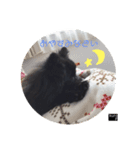 黒ポメのkuroP（個別スタンプ：4）