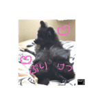 黒ポメのkuroP（個別スタンプ：5）