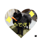 黒ポメのkuroP（個別スタンプ：8）