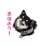 MAYUGE ブラタン チワワ（個別スタンプ：1）