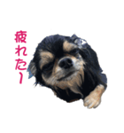 MAYUGE ブラタン チワワ（個別スタンプ：2）