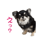 MAYUGE ブラタン チワワ（個別スタンプ：3）
