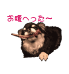 MAYUGE ブラタン チワワ（個別スタンプ：4）