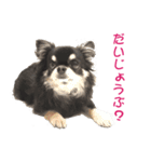 MAYUGE ブラタン チワワ（個別スタンプ：5）