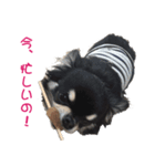 MAYUGE ブラタン チワワ（個別スタンプ：6）