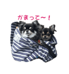MAYUGE ブラタン チワワ（個別スタンプ：7）