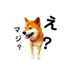 柴と猫とダックスフンド（個別スタンプ：1）