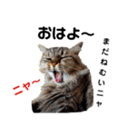 柴と猫とダックスフンド（個別スタンプ：3）