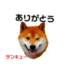 柴と猫とダックスフンド（個別スタンプ：5）