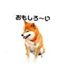 柴と猫とダックスフンド（個別スタンプ：7）