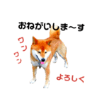 柴と猫とダックスフンド（個別スタンプ：8）