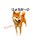 柴と猫とダックスフンド（個別スタンプ：9）