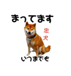 柴と猫とダックスフンド（個別スタンプ：10）