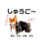 柴と猫とダックスフンド（個別スタンプ：11）