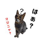 柴と猫とダックスフンド（個別スタンプ：12）