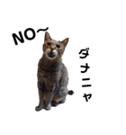 柴と猫とダックスフンド（個別スタンプ：14）