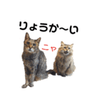 柴と猫とダックスフンド（個別スタンプ：16）