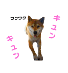 柴と猫とダックスフンド（個別スタンプ：17）