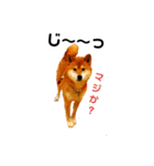 柴と猫とダックスフンド（個別スタンプ：20）