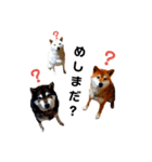 柴と猫とダックスフンド（個別スタンプ：21）