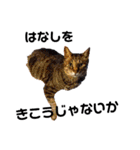柴と猫とダックスフンド（個別スタンプ：23）