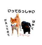 柴と猫とダックスフンド（個別スタンプ：29）