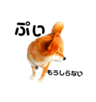 柴と猫とダックスフンド（個別スタンプ：30）