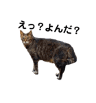 柴と猫とダックスフンド（個別スタンプ：33）