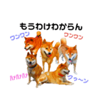 柴と猫とダックスフンド（個別スタンプ：34）