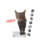 柴と猫とダックスフンド（個別スタンプ：37）