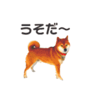 柴と猫とダックスフンド（個別スタンプ：38）