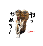 柴と猫とダックスフンド（個別スタンプ：39）