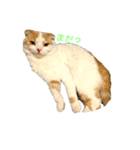 とのにゃ！（個別スタンプ：2）
