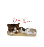 とのにゃ！（個別スタンプ：5）