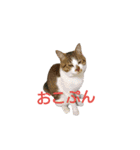 とのにゃ！（個別スタンプ：12）