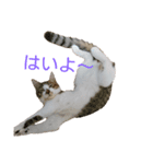 とのにゃ！（個別スタンプ：13）