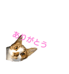 とのにゃ！（個別スタンプ：14）