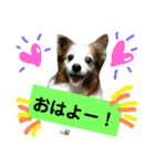 パピヨン2（個別スタンプ：1）