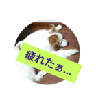 パピヨン2（個別スタンプ：2）