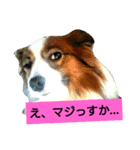 パピヨン2（個別スタンプ：3）