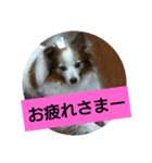 パピヨン2（個別スタンプ：5）