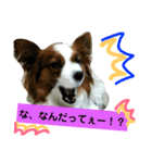 パピヨン2（個別スタンプ：6）