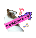 パピヨン2（個別スタンプ：8）