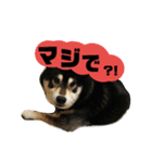 黒柴七の日常でよく使う言葉2（個別スタンプ：14）