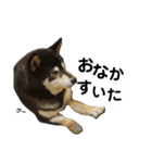 黒柴七の日常でよく使う言葉2（個別スタンプ：21）