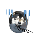 黒柴七の日常でよく使う言葉2（個別スタンプ：24）