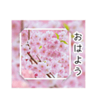 綺麗な桜の写真でお花見気分♡ゆるっと敬語（個別スタンプ：1）