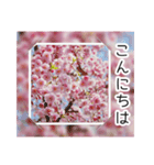 綺麗な桜の写真でお花見気分♡ゆるっと敬語（個別スタンプ：3）