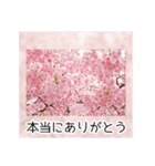 綺麗な桜の写真でお花見気分♡ゆるっと敬語（個別スタンプ：5）